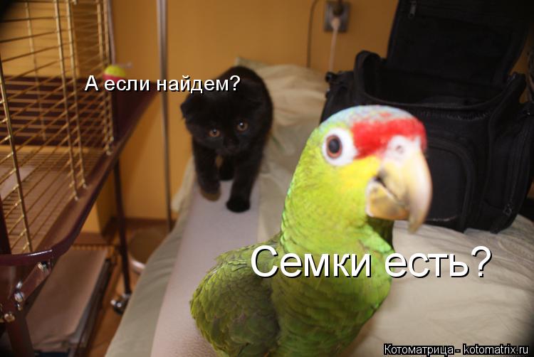 Котоматрица: Семки есть?  А если найдем?