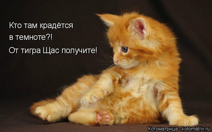Котоматрица: Кто там крадётся  в темноте?! От тигра Щас получите!