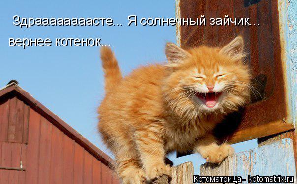 Котоматрица: Здраааааааасте... Я солнечный зайчик... вернее котенок...