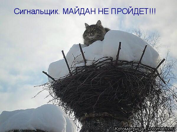 Котоматрица: Сигнальщик. МАЙДАН НЕ ПРОЙДЕТ!!!