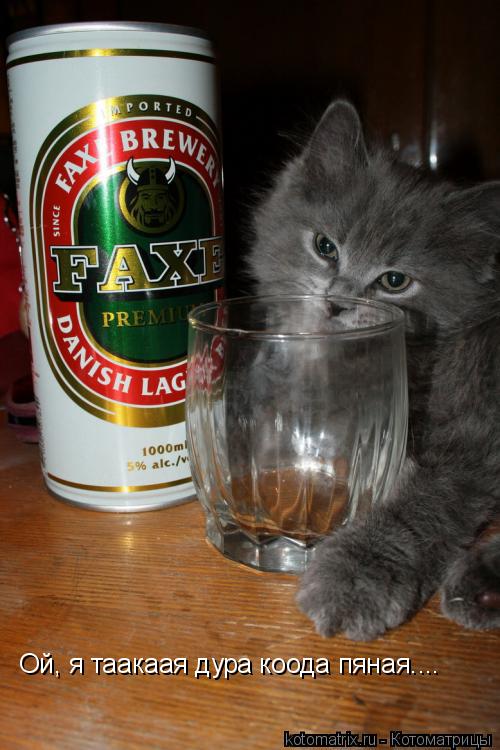 Котоматрица: Ой, я таакаая дура коода пяная....