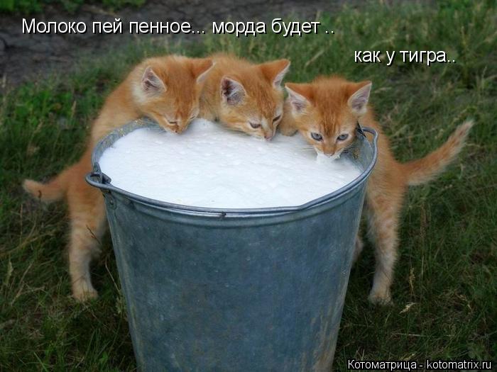 Котоматрица: Молоко пей пенное... морда будет .. как у тигра..