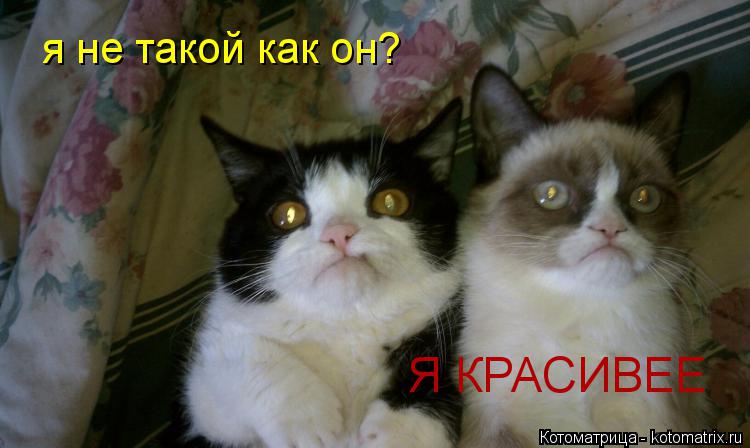 Котоматрица: я не такой как он?  Я КРАСИВЕЕ