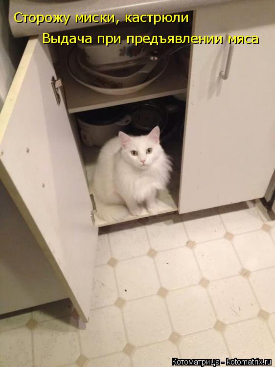 Котоматрица: Выдача при предъявлении мяса Сторожу миски, кастрюли