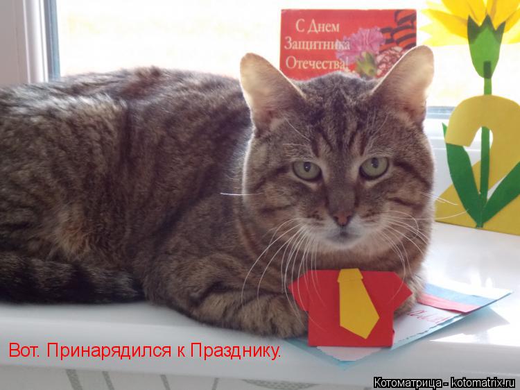 Вот. Принарядился к Празднику.... Котоматрица: Вот. Принарядился к Празднику.