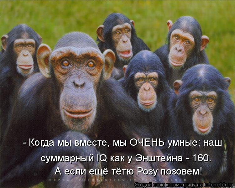 Котоматрица: - Когда мы вместе, мы ОЧЕНЬ умные: наш  А если ещё тётю Розу позовем! суммарный IQ как у Энштейна - 160.