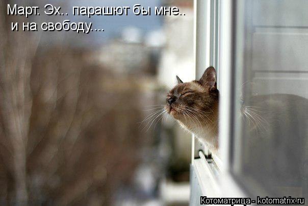 Котоматрица: Март. Эх.. парашют бы мне..  и на свободу....