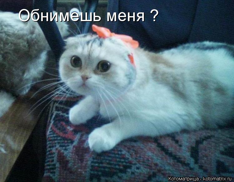 Котоматрица: Обнимешь меня ?  Обнимешь меня ?
