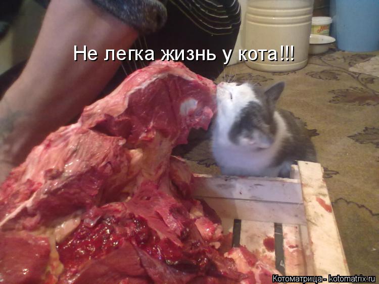 Котоматрица: Не легка жизнь у кота!!!