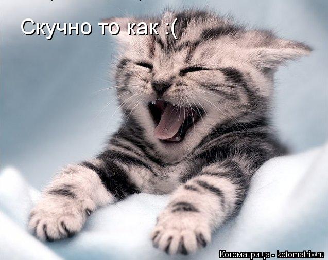 Котоматрица: Скучно то как :( Скучно то как :(