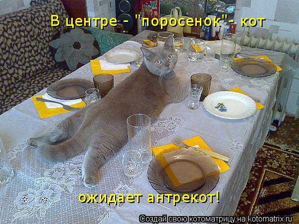 Котоматрица: В центре - "поросенок"- кот ожидает антрекот!