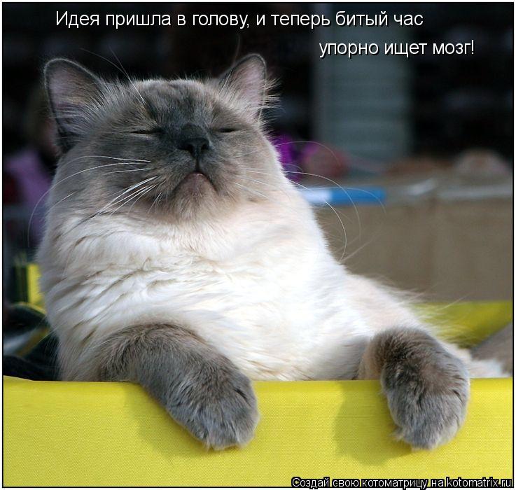 Котоматрица: Идея пришла в голову, и теперь битый час  упорно ищет мозг!