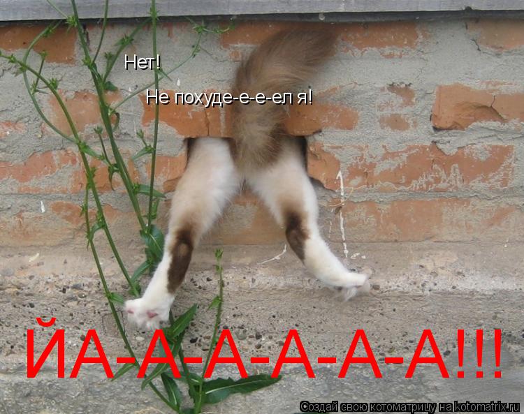 Котоматрица: Нет! Не похуде-е-е-ел я! ЙА-А-А-А-А-А!!!