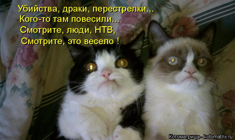 Котоматрица: Убийства, драки, перестрелки... Кого-то там повесили... Смотрите, люди, НТВ, Смотрите, это весело !