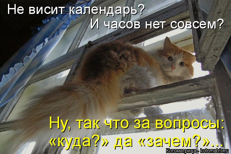 Котоматрица: Не висит календарь?  И часов нет совсем? Ну, так что за вопросы:  «куда?» да «зачем?»...