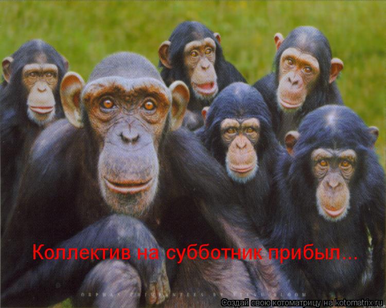 Котоматрица: Коллектив на субботник прибыл...