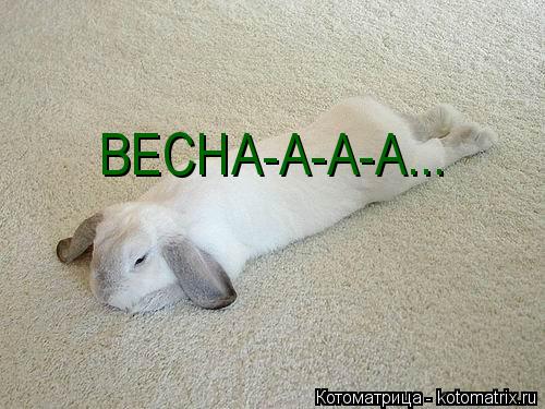 Котоматрица: ВЕСНА-А-А-А...