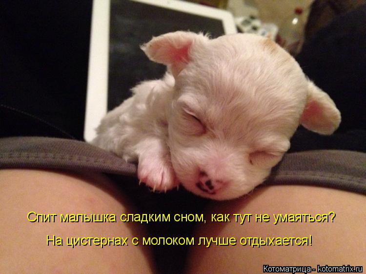 Котоматрица: Спит малышка сладким сном, как тут не умаяться? На цистернах с молоком лучше отдыхается!