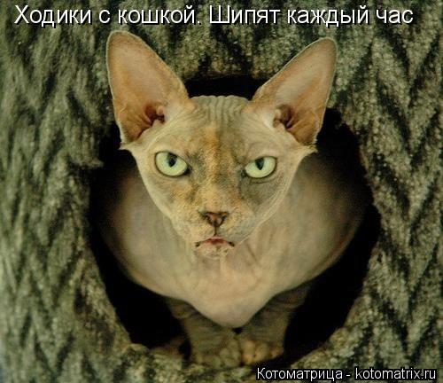 Котоматрица: Ходики с кошкой. Шипят каждый час