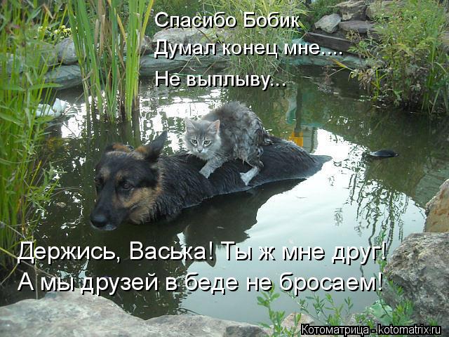 А мы друзей в беде не бросаем! Спасибо Бобик Думал конец мне.... Не выплыву... Держись, Васька! Ты ж ... Котоматрица: А мы друзей в беде не бросаем! Спасибо Бобик Думал конец мне.... Не выплыву... Держись, Васька! Ты ж мне друг!