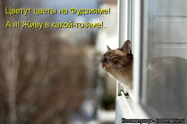 Котоматрица: Цветут цветы на Фудзияме! А я! Живу в какой-то яме!..