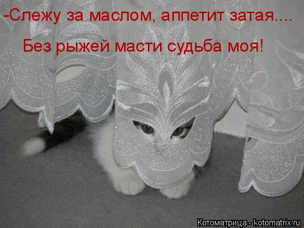 Котоматрица: -Слежу за маслом, аппетит затая.... Без рыжей масти судьба моя!