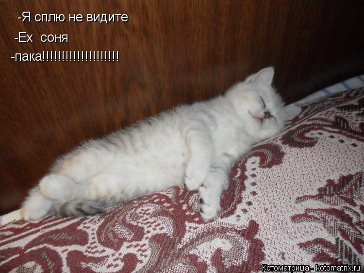 Котоматрица: -Я сплю не видите -Ех  соня -пака!!!!!!!!!!!!!!!!!!!!