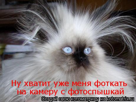 Котоматрица: на камеру с фотоспышкай Ну хватит уже меня фоткать