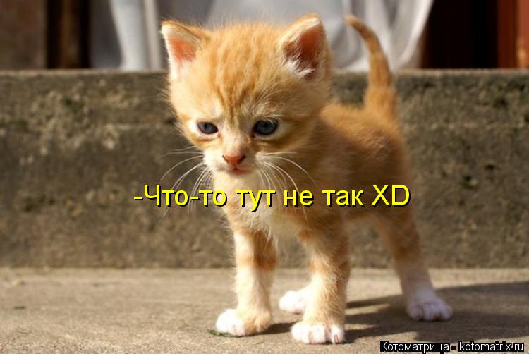 Котоматрица: -Что-то тут не так ХD