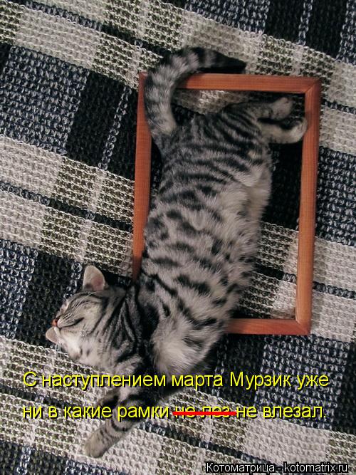 Котоматрица: С наступлением марта Мурзик уже ни в какие рамки не лез не влезал. ______ ______ ______