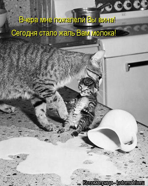 Котоматрица: Вчера мне пожалели Вы вина! Сегодня стало жаль Вам молока!