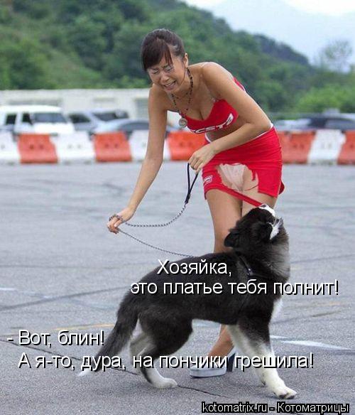 Хозяйка, это платье тебя полнит! - Вот, блин! А я-то, дура, на пончики грешила!... Котоматрица: Хозяйка, это платье тебя полнит! - Вот, блин! А я-то, дура, на пончики грешила!