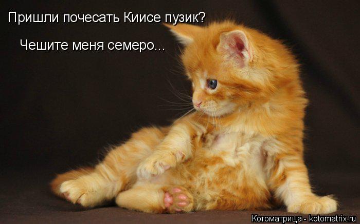Котоматрица: Пришли почесать Киисе пузик? Чешите меня семеро...