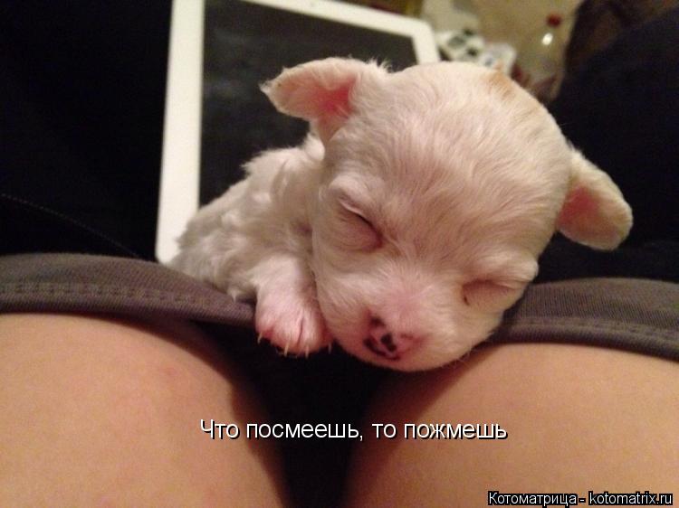 Котоматрица: Что посмеешь, то пожмешь