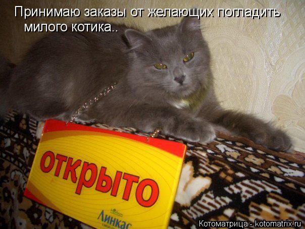 Котоматрица: Принимаю заказы от желающих погладить милого котика..