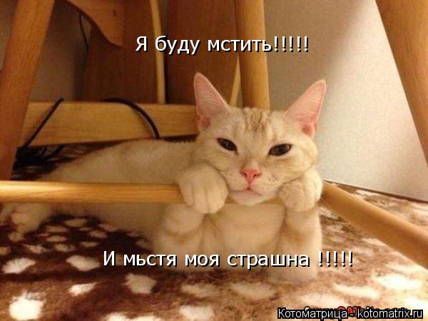 Котоматрица: Я буду мстить!!!!!  И мьстя моя страшна !!!!!