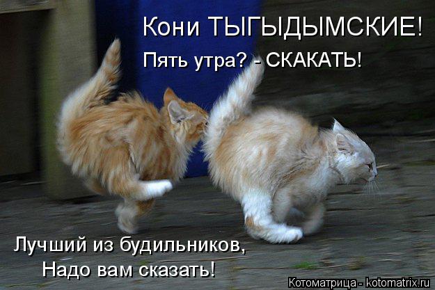 Котоматрица: Кони ТЫГЫДЫМСКИЕ! Пять утра? - СКАКАТЬ! Лучший из будильников, Надо вам сказать!