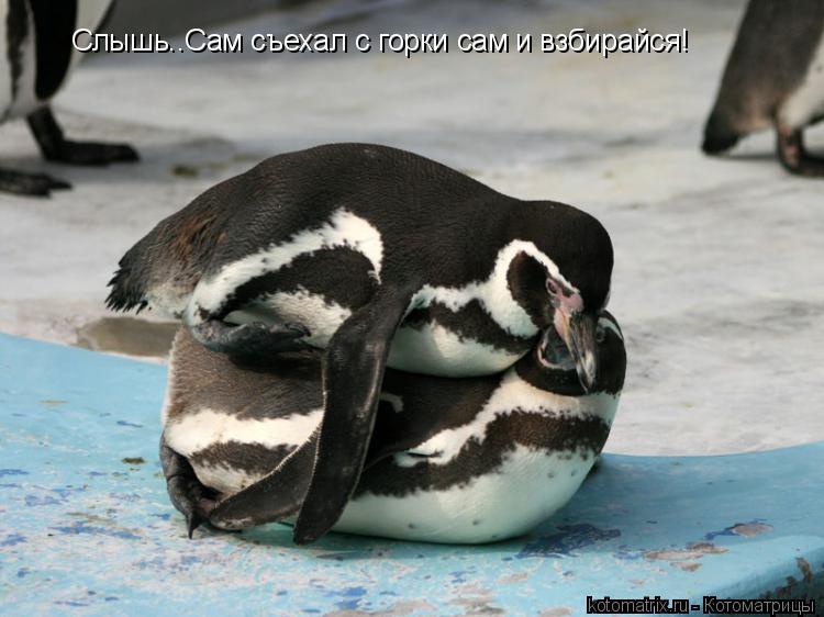 Котоматрица: Слышь..Сам съехал с горки сам и взбирайся!