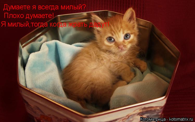 Котоматрица: Думаете я всегда милый? Плохо думаете! Я милый,тогда когда жрать дадут!