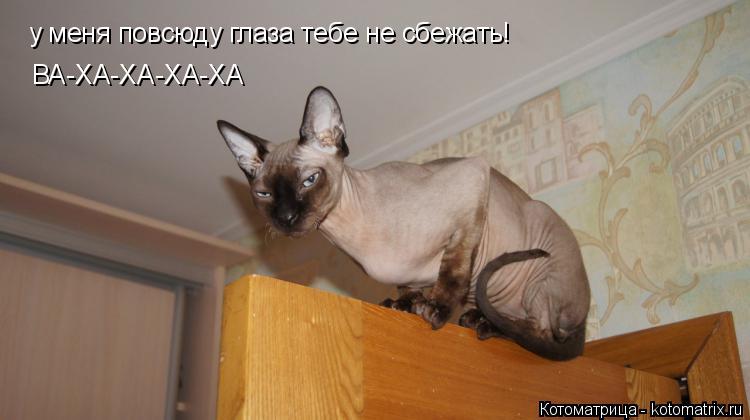 Котоматрица: у меня повсюду глаза тебе не сбежать! ВА-ХА-ХА-ХА-ХА