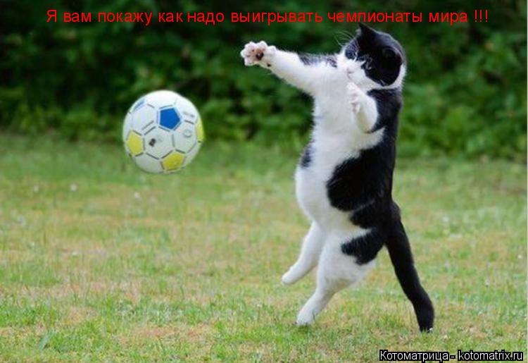 Котоматрица: Я вам покажу как надо выигрывать чемпионаты мира !!!
