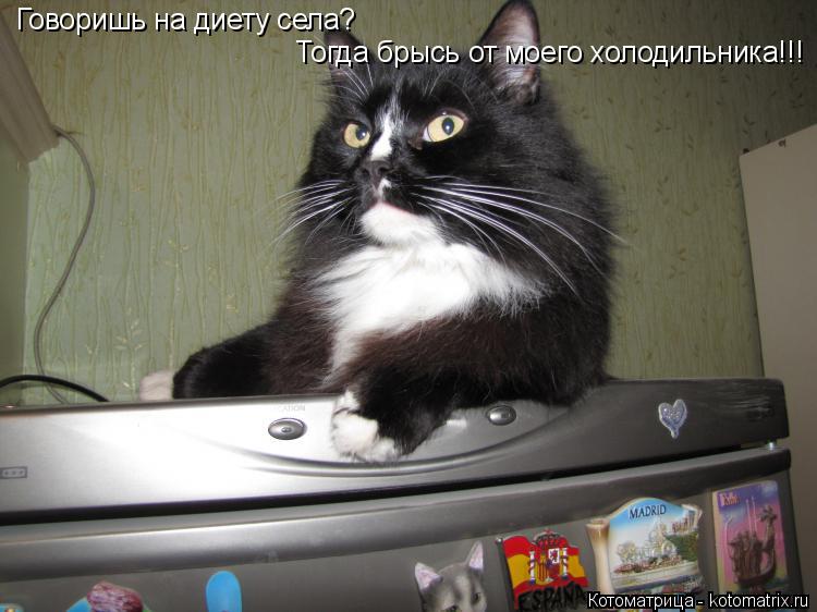 Тогда брысь от моего холодильника!!! Говоришь на диету села?... Котоматрица: Тогда брысь от моего холодильника!!! Говоришь на диету села?