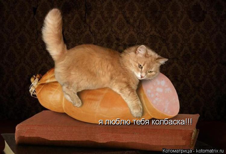 Котоматрица: я люблю тебя колбаска!!!