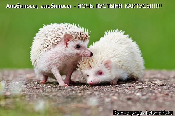 Котоматрица: Альбиносы, альбиносы - НОЧЬ ПУСТЫНЯ КАКТУСЫ!!!!!