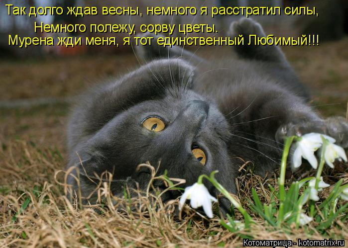 Котоматрица: Так долго ждав весны, немного я расстратил силы,  Немного полежу, сорву цветы. Мурена жди меня, я тот единственный Любимый!!!