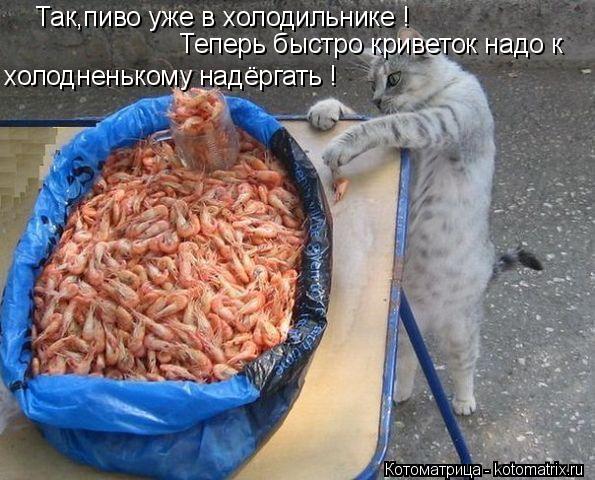 Котоматрица: Так,пиво уже в холодильнике ! холодненькому надёргать ! Теперь быстро криветок надо к