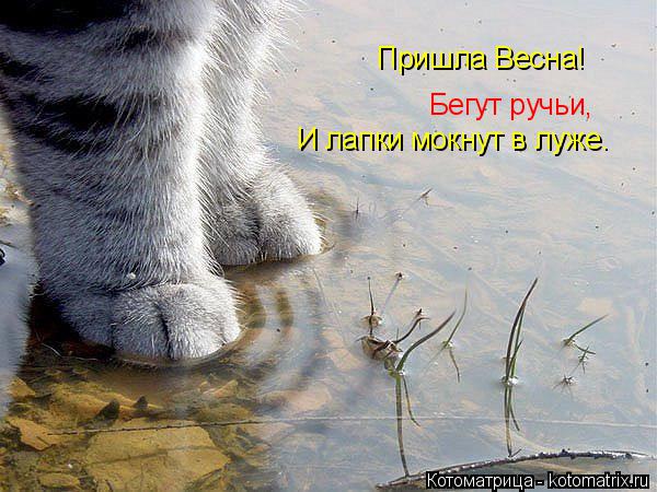 Котоматрица: Пришла Весна! Пришла Весна! Бегут ручьи, Бегут ручьи, И лапки мокнут в луже.