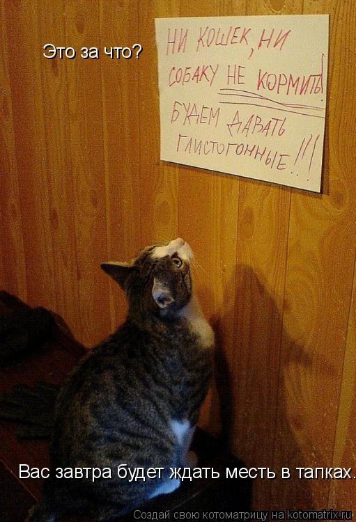 Котоматрица: Это за что? Вас завтра будет ждать месть в тапках...