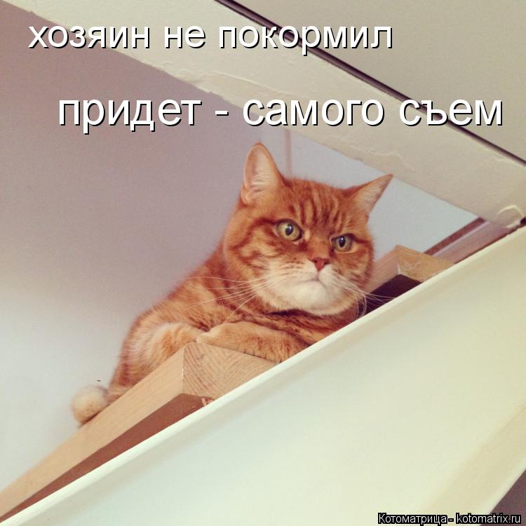 Котоматрица: хозяин не покормил придет - самого съем