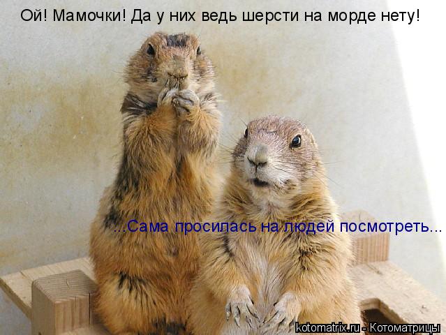 Котоматрица: Ой! Мамочки! Да у них ведь шерсти на морде нету! ...Сама просилась на людей посмотреть...